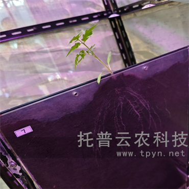 高通量植物根系表型采集分析系統(tǒng)(根盒式)