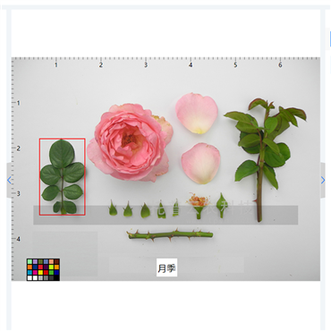 多功能植物表型采集分析系統(tǒng)