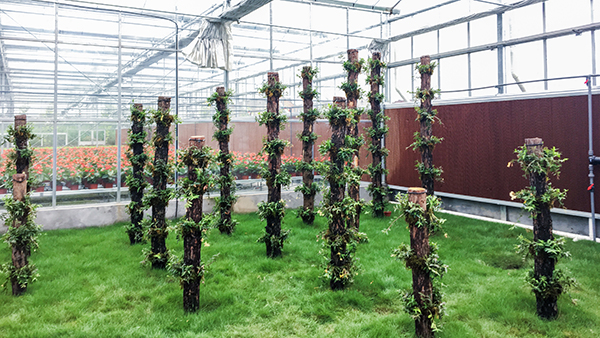 托普云農(nóng)全自動托管式溫室大棚立體栽培區(qū)