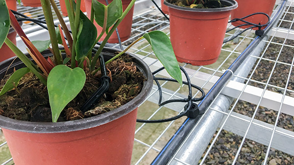 托普云農(nóng)全自動托管式溫室大棚紅掌種植區(qū)域