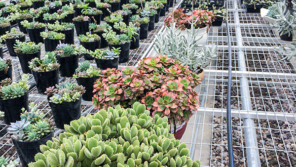 托普云農(nóng)全自動托管式溫室大棚多肉種植區(qū)