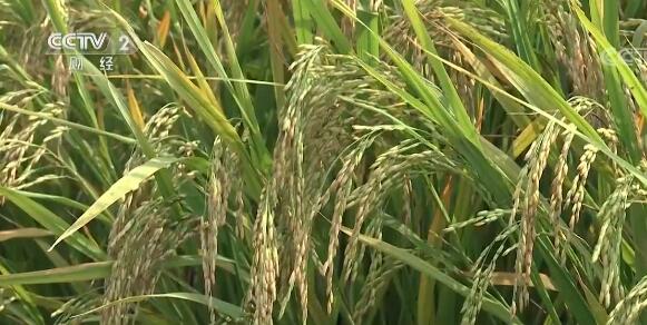 韓長賦：今年糧食生產(chǎn)“穩(wěn)字當(dāng)頭”