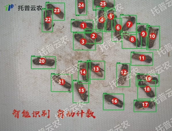 蟲情監(jiān)控系統(tǒng)自動識別計數(shù)