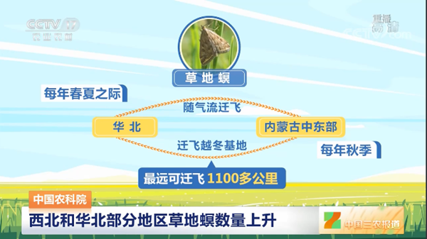 多地迎來草地螟遷飛活躍期,布好防控確保糧食穩(wěn)產增收
